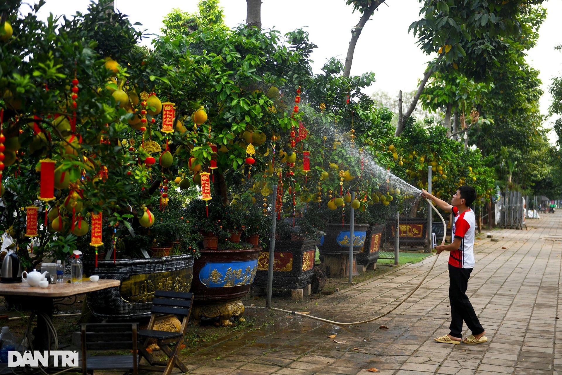 Hàng trăm cây bưởi Diễn vượt gần 2.000 km về TPHCM bày bán dịp Tết - 1 Hàng trăm cây bưởi Diễn vượt gần 2.000 km về TPHCM bày bán dịp Tết - 1