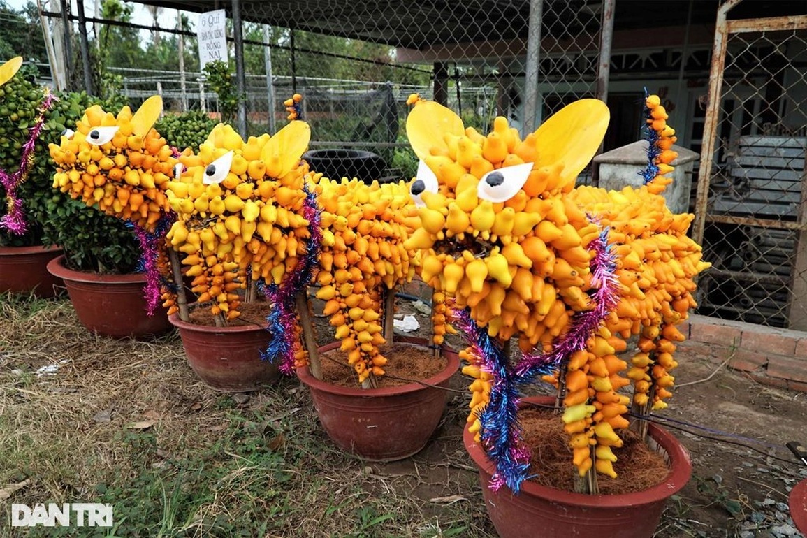 Nông dân hô biến quất cảnh thành linh vật chưng Tết, không đủ hàng để bán - 5 Nông dân hô biến quất cảnh thành linh vật chưng Tết, không đủ hàng để bán - 5