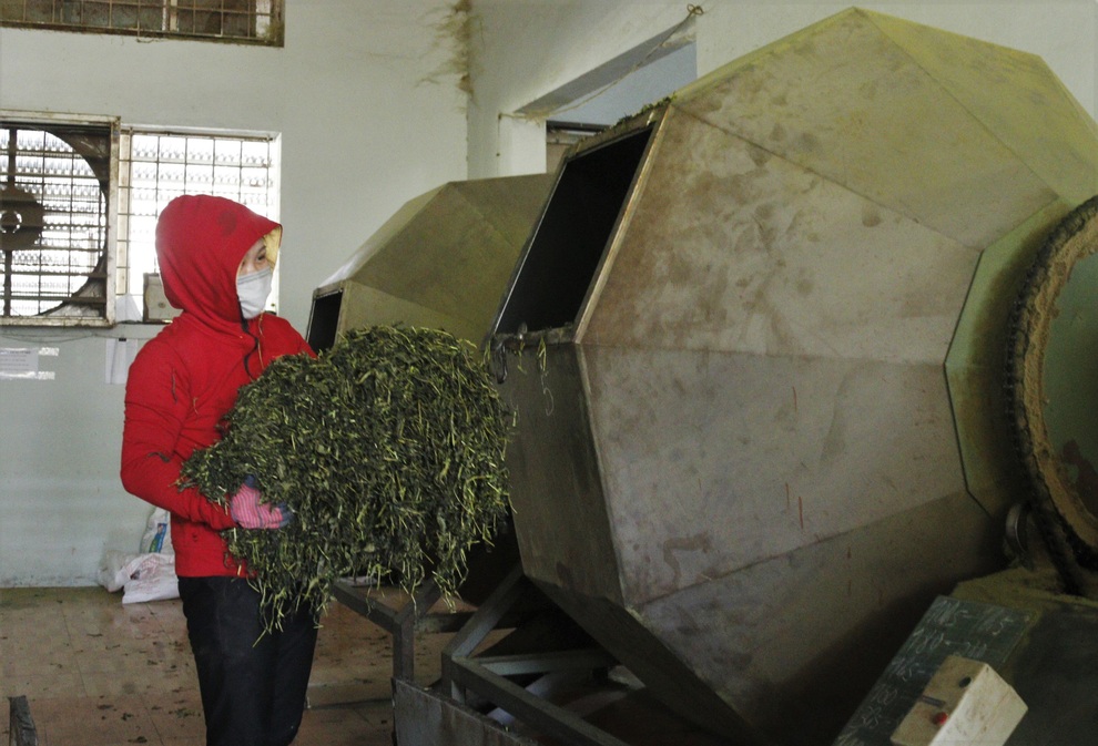 Loài cây đưa người dân vùng biên thoát nghèo vẫn ổn định trong dịch - 4 Loài cây đưa người dân vùng biên thoát nghèo vẫn ổn định trong dịch - 4