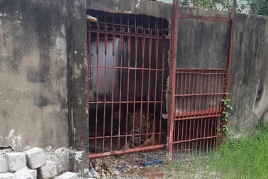 Vụ hổ cắn đứt lìa tay người: Chuồng hổ sơ sài, nạn nhân chủ quan