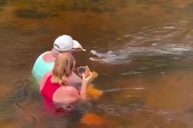 Người đàn ông liều lĩnh ngồi giữa suối cho cá sấu ăn bằng tay không