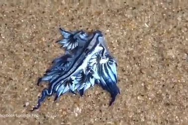 "Rồng biển" dạt vào bở biển Úc