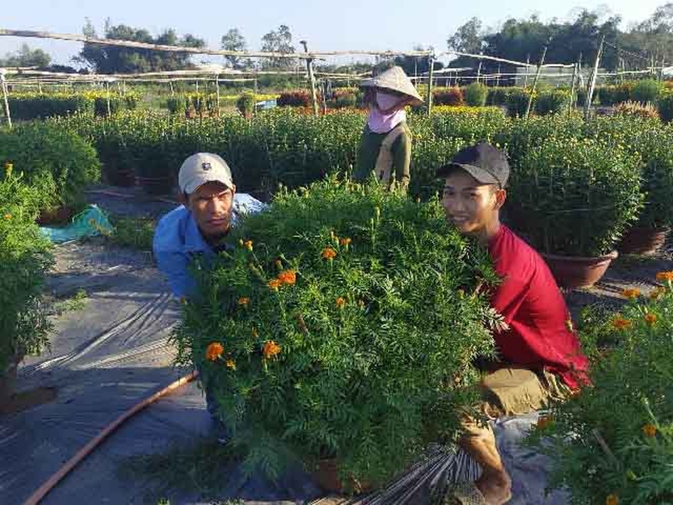 Đà Nẵng: Làng Nhơn Thọ ăn Tết to do bán hoa đắt hàng - 6 Đà Nẵng: Làng Nhơn Thọ ăn Tết to do bán hoa đắt hàng - 6