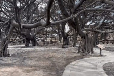 Số phận cây đa bồ đề 150 năm tuổi ra sao sau vụ cháy kinh hoàng ở Hawaii?