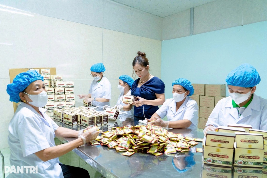 Người hái chè thuê thành nữ tỷ phú nhờ loài cây mọc ở triền đồi - 4 Người hái chè thuê thành nữ tỷ phú nhờ loài cây mọc ở triền đồi - 4