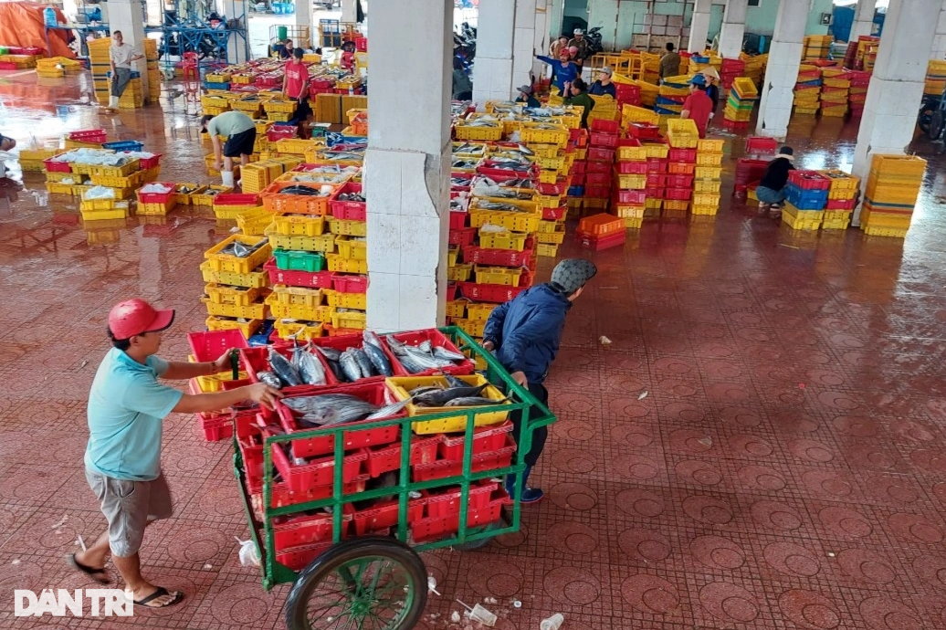 30トンのマグロを漁獲、乗組員はテトのために約10億ドンを獲得 - 4 Trúng mẻ cá ngừ 30 tấn, thuyền viên chia nhau gần 1 tỷ đồng ăn Tết - 4