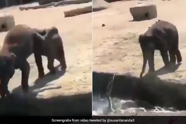 Hài hước khoảnh khắc voi con đẩy bạn xuống nước