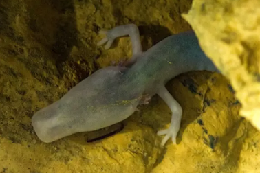 "Sống chậm" như chú kỳ nhông 7 năm không di chuyển