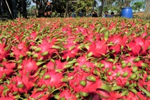 Trung Quốc nhập thanh long Việt Nam trở lại qua cửa khẩu Lào Cai