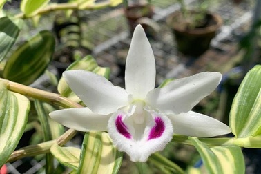 Tiết lộ “sốc” đằng sau những thương vụ mua bán giò lan bạc tỷ, gây xôn xao dư luận