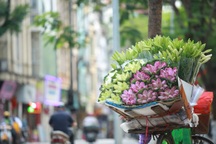 Sắc sen đầu mùa xao xuyến người dân Thủ đô