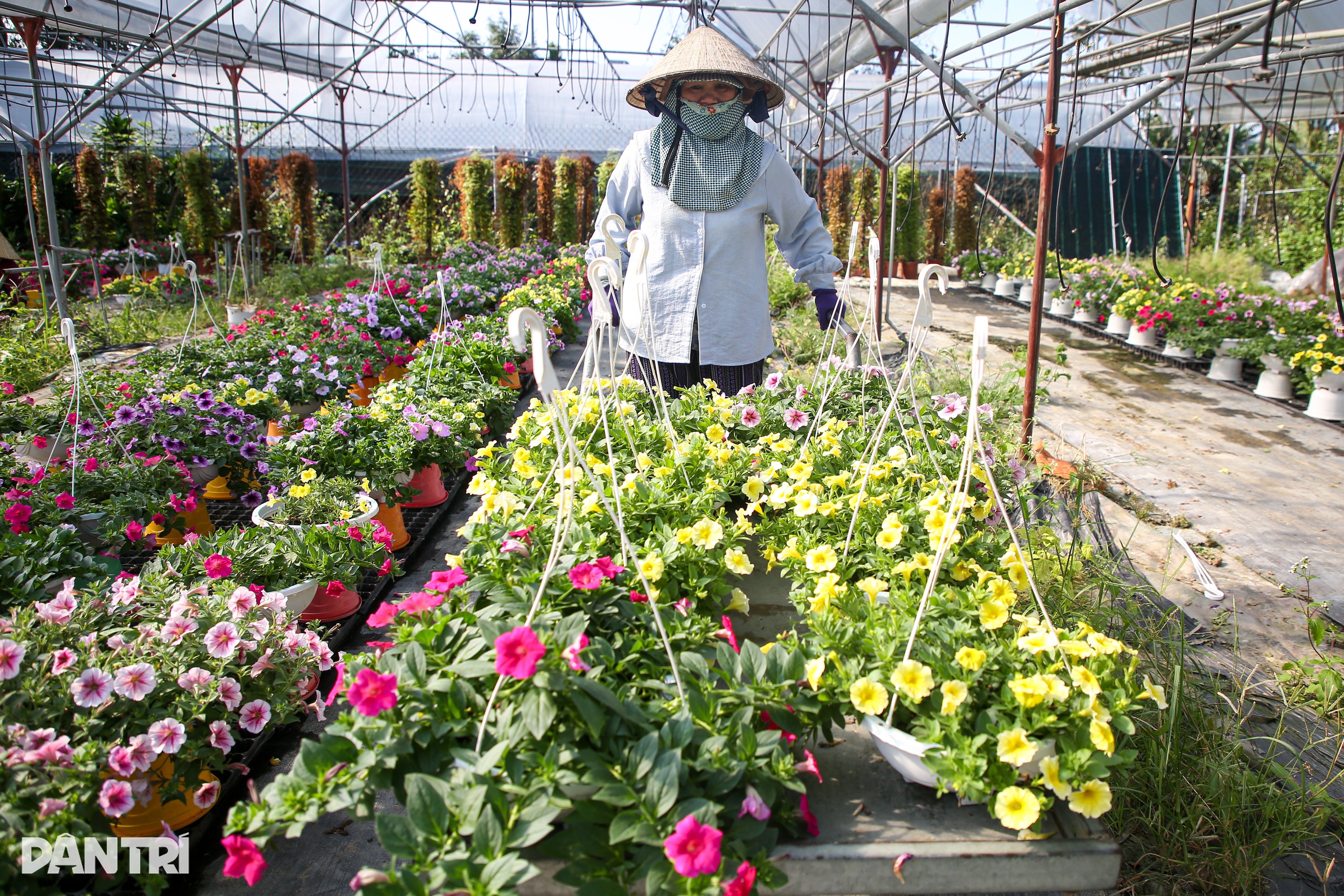 Caminhões percorrem o trajeto, cansados, levando flores da aldeia para a cidade - 10 Xe tải chạy mệt nghỉ đưa hoa từ làng lên phố - 10