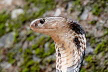 Loài rắn độc nguy hiểm, xuất hiện nhiều tại miền Bắc ở thời điểm hiện tại