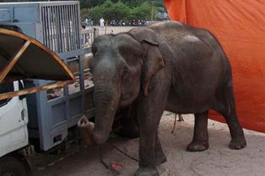 Voi đoàn xiếc quật chết một học sinh