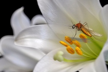 Lây truyền sốt xuất huyết vì lọ hoa, cây cảnh đầy rẫy bọ gậy sinh muỗi