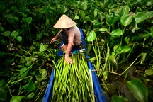 Long An: Kiếm thêm bạc triệu nhờ cắt lục bình