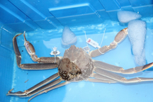 Cua tuyết Nhật Bản có giá bán quy ra tiền Việt tới hơn 1,6 tỷ đồng