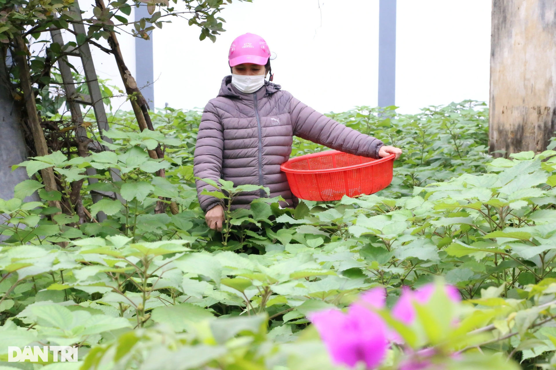 Ấm no loại bánh nhìn như đạn súng thần công - 2 Ấm no loại bánh nhìn như đạn súng thần công - 2