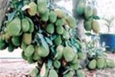 Cây mít hơn 200 quả