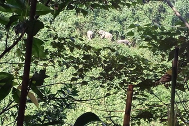 Đàn voi rừng xuất hiện ở bìa rừng để kiếm ăn