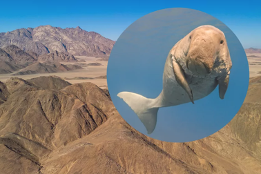 Bò biển khổng lồ cổ đại từng bơi qua sa mạc Ai Cập khô cằn ngày nay