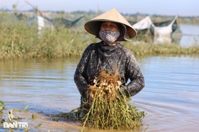 Nông dân bóp bùn, mò vét hoa màu ngập trong lũ dị thường