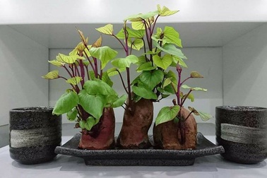Dân mạng phát “sốt” với trào lưu trồng “khoai lang bonsai” trang trí nhà