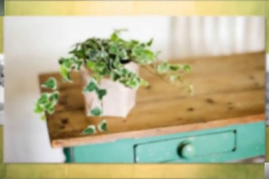 12 loài thực vật mang lại năng lượng xanh cho căn nhà