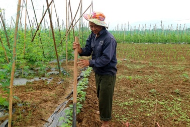 Những làng rau rộn ràng vào vụ Tết