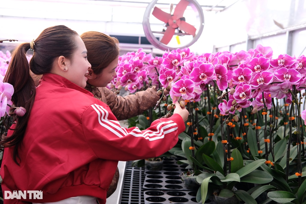 Trung tâm nghiên cứu hoa lan rực rỡ, nhộn nhịp đón Tết cận kề - 2 Trung tâm nghiên cứu hoa lan rực rỡ, nhộn nhịp đón Tết cận kề - 2