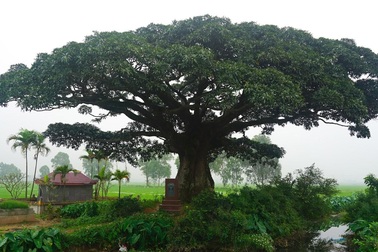 Chiêm ngưỡng “cụ” trôi nghìn năm tuổi ở Hà Nội, 2 năm mới ra hoa một lần