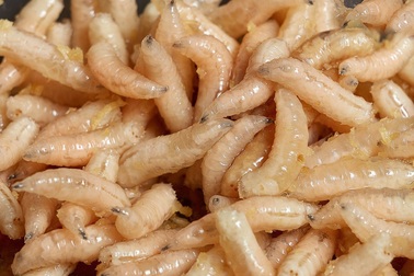 Chính phủ Anh gửi giòi đến các vùng chiến sự để chữa thương