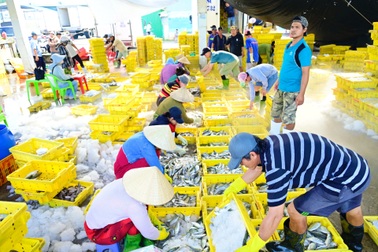 Cuộc sống trở lại nơi cảng cá huyết mạch miền Tây sau bão