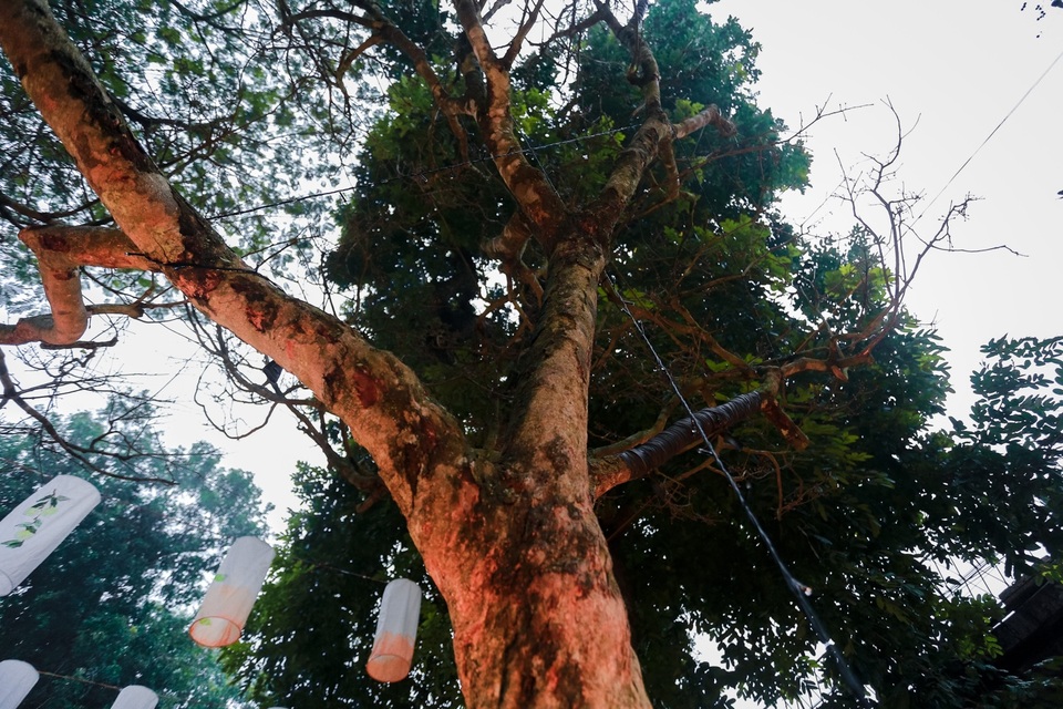 Bất ngờ với cây mai hơn trăm tuổi “giá sốc” 4 tỷ đồng, chờ đại gia chở về - 3 Bất ngờ với cây mai hơn trăm tuổi “giá sốc” 4 tỷ đồng, chờ đại gia chở về - 3