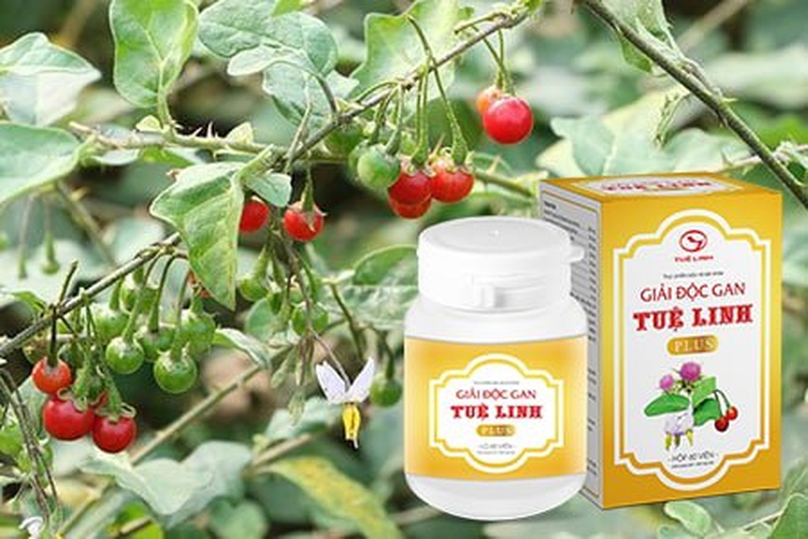 Top 5 thảo dược tốt cho người viêm gan virus - 1 Top 5 thảo dược tốt cho người viêm gan virus - 1