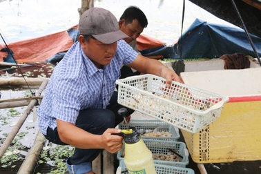 Biến bãi sình lầy thành trại ốc, nông dân đếm con thu tiền