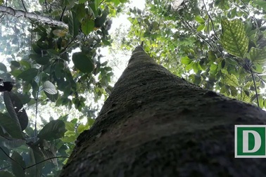 Độc đáo nghề cạo nhựa dầu rái