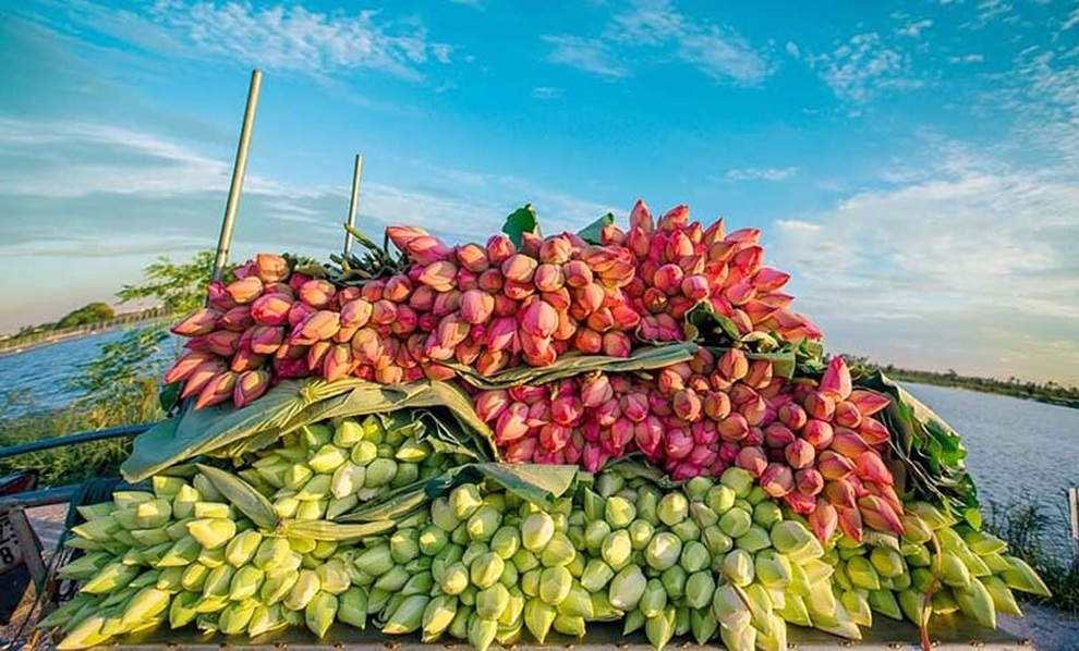 Biến đồng hoang thành đầm sen khổng lồ, anh nông dân lập kỷ lục mùa hái triệu bông hoa - 6 Biến đồng hoang thành đầm sen khổng lồ, anh nông dân lập kỷ lục mùa hái triệu bông hoa - 6