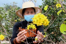 Hoa bung nở sớm, người làm nghề trồng mai như... "ngồi trên đống lửa"