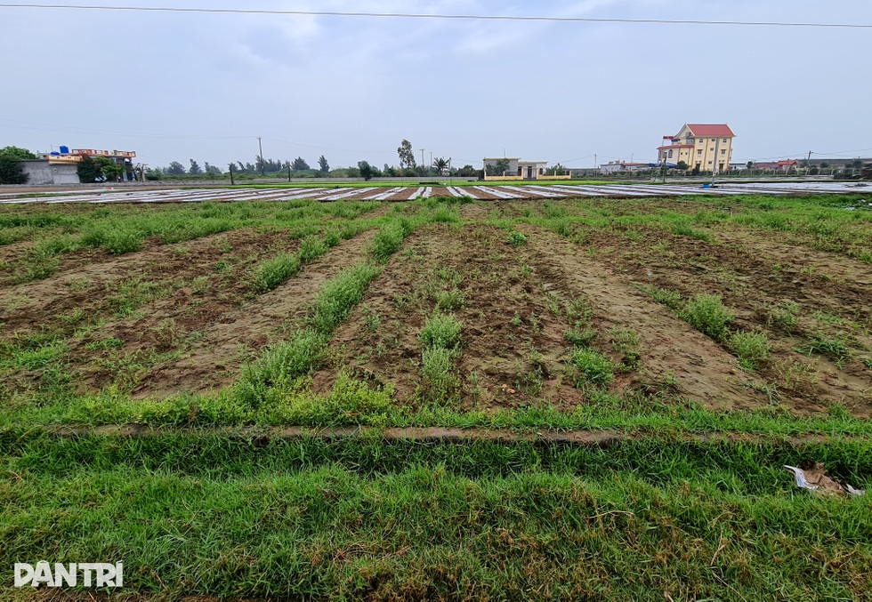 Lão nông bất ngờ thành tỷ phú và câu chuyện đất đai khuấy đảo vùng quê - 5 Lão nông bất ngờ thành tỷ phú và câu chuyện đất đai khuấy đảo vùng quê - 5