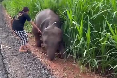 Cô gái tốt bụng giúp đỡ voi con bị kẹt chân trong bùn
