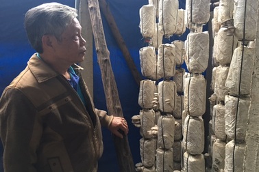 Lão nông thu tiền tỷ mỗi năm nhờ trồng nấm