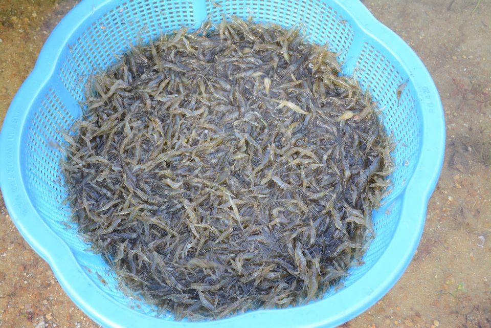 Quảng Nam: Kiếm tiền từ cách bắt tép độc chiêu ở hồ Phú Ninh - 8 Quảng Nam: Kiếm tiền từ cách bắt tép độc chiêu ở hồ Phú Ninh - 8