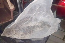 Trăn quý hiếm dài 1,7m bò vào chung cư ở TPHCM