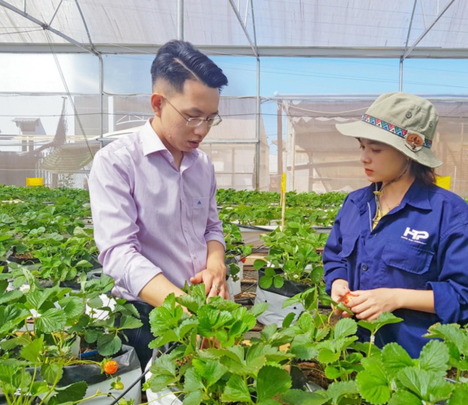 Liều trồng dâu tây trên đất cà phê, chàng kỹ sư trẻ thu tiền to - 1 Liều trồng dâu tây trên đất cà phê, chàng kỹ sư trẻ thu tiền to - 1