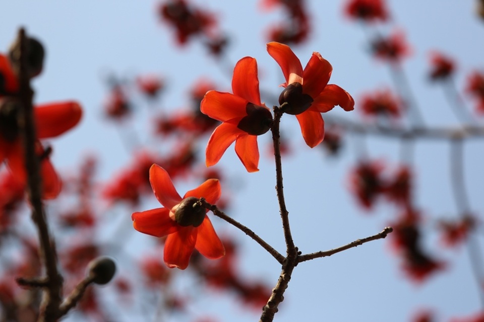 Ngắm cây hoa gạo cổ thụ trước sân đền hàng trăm năm tuổi - 12