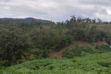 Chuyển cơ quan điều tra vụ BQL rừng để mất hơn 1.400ha rừng