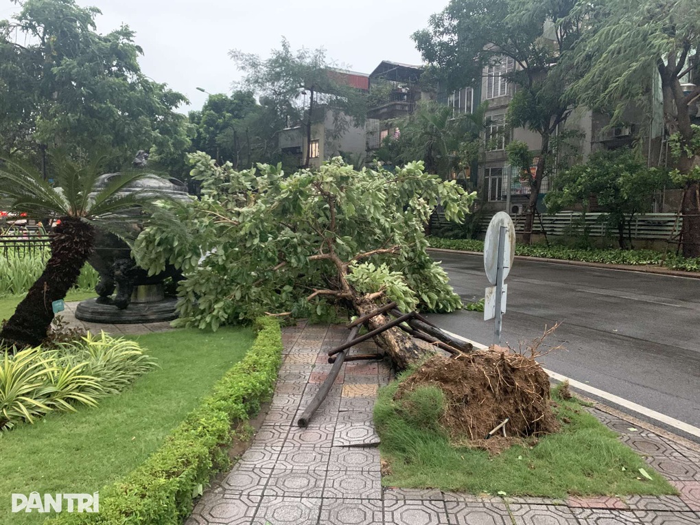 Nhiều cây xanh bật gốc, hàng rào tôn đổ đè ô tô trong cơn dông gió ở Hà Nội - 3