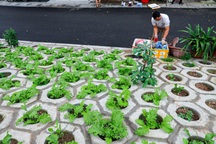 Người dân Thủ đô trồng rau sạch ở hốc bê tông bên triền đê