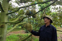 Người trồng sầu riêng đứng trước "cơ hội lịch sử"